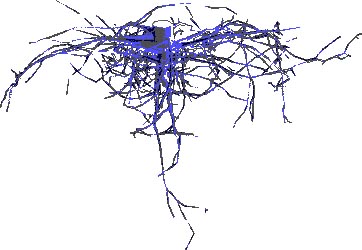 Virtual image of a digitised oaks root system